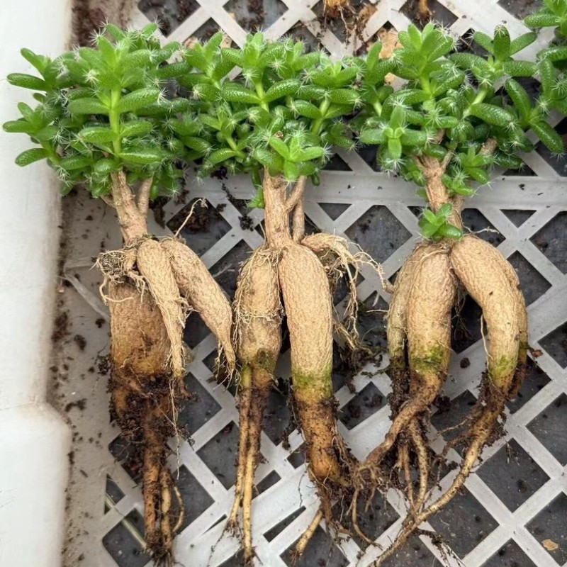 5CM Succulent Plant Trichodiadema Bulbosum Schwantes Aizoaceae Home Garden Plant