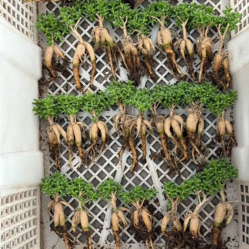 5CM Succulent Plant Trichodiadema Bulbosum Schwantes Aizoaceae Home Garden Plant