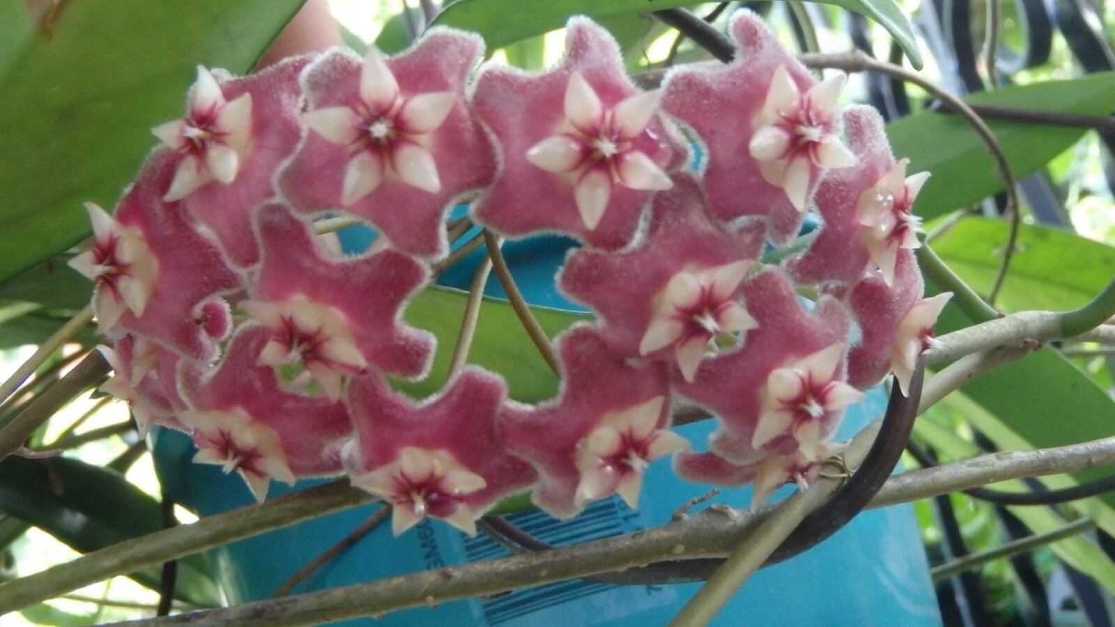 Hoya pubicalyx 1 Year Old plant well rooted, sent in container
