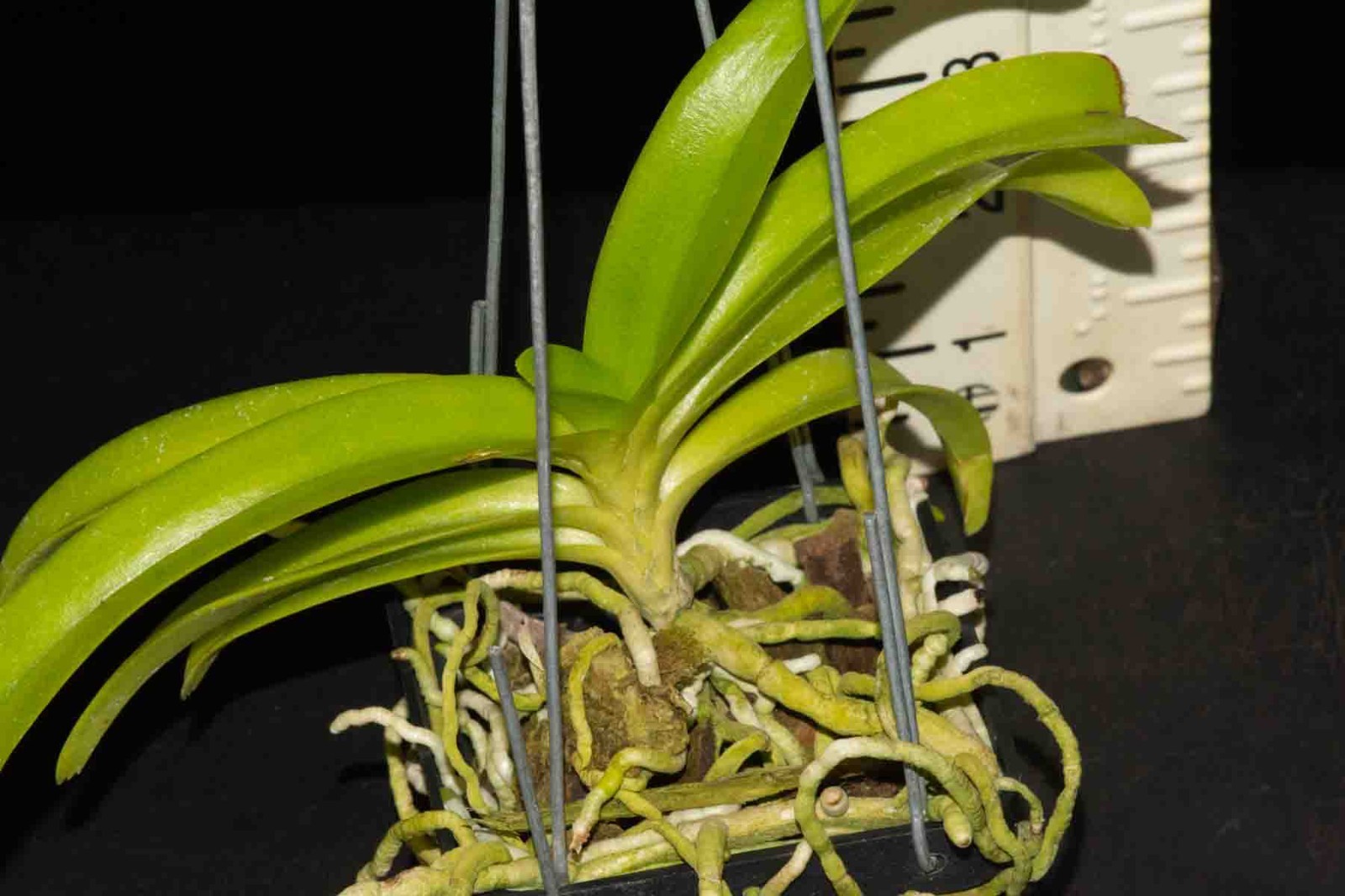 Vanda denisoniana, fragrant species from Thailand