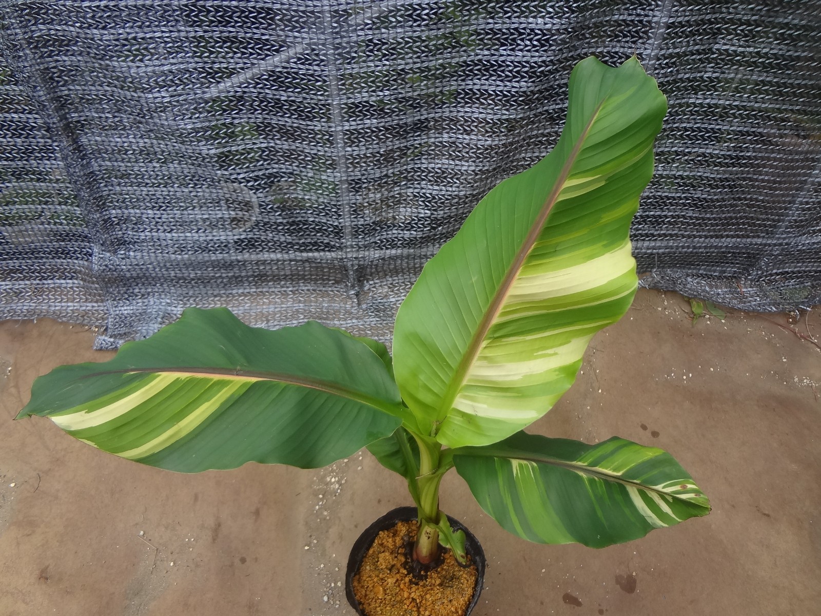 Musa basjoo variegated [Must read description] B