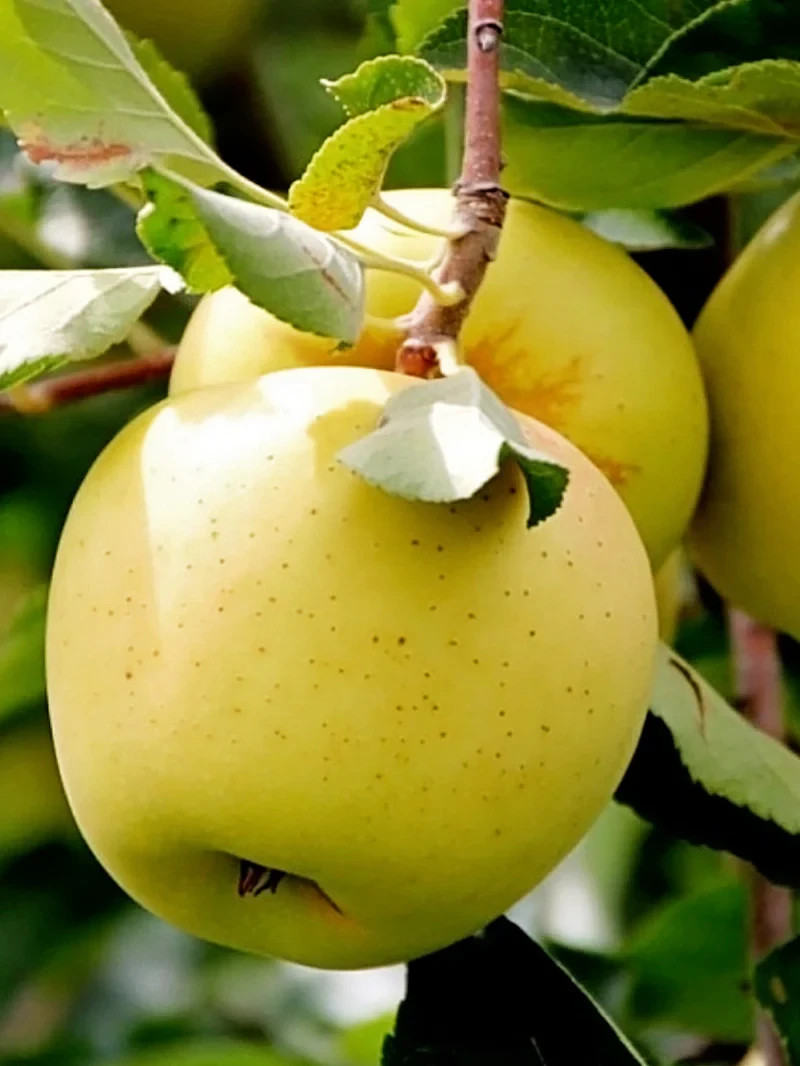 YELLOW DELICIOUS APPLE Fruit Tree Bare-root