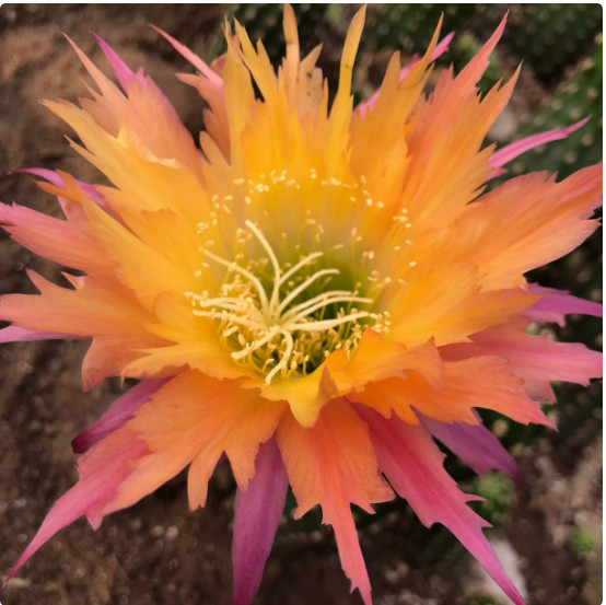 High 5cm Cactus Succulent Plant Home Garden Decoration Plant