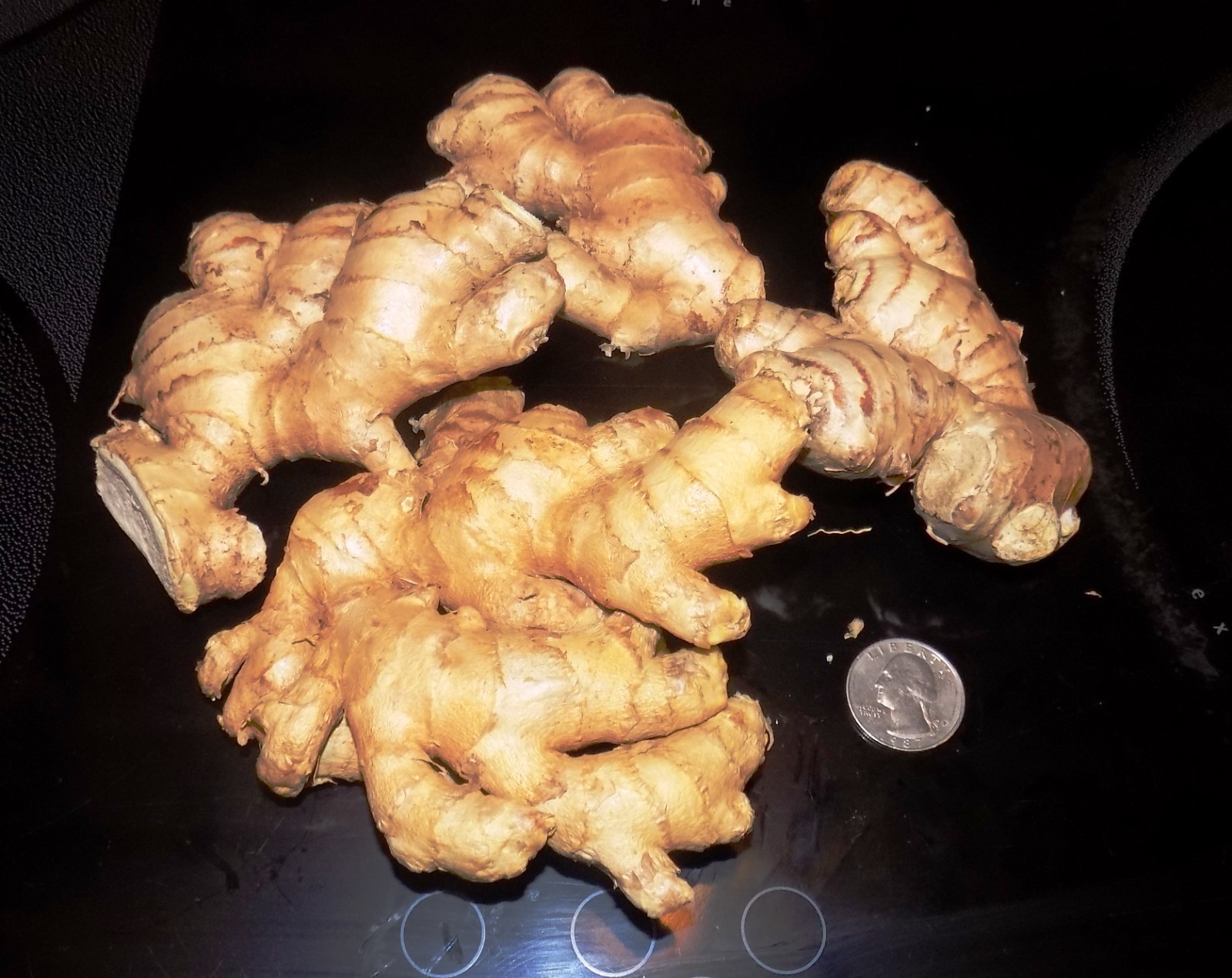 Fresh Organic Ginger Root FREE SHIPPING 1lb to 30lb USA Shipper BEST PRICE on Eb