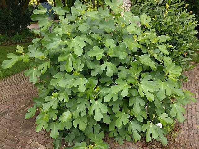 10 desert king fig cuttings. hardy, large fruit