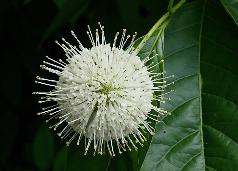 Buttonbush (Cephalanthus occidentalis)—200 seeds ($3.00)