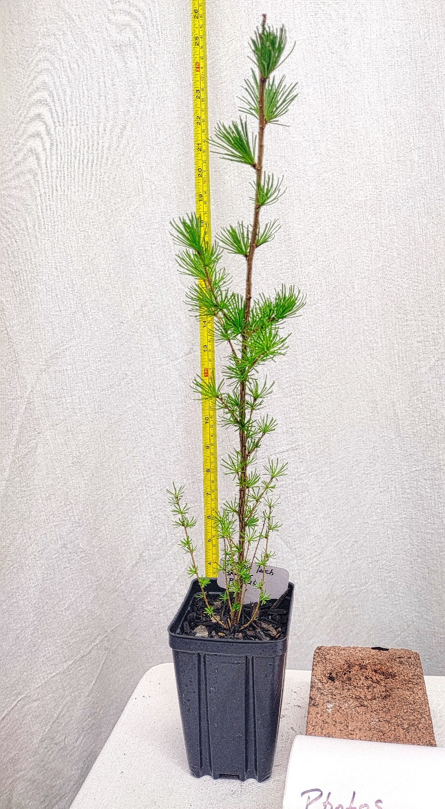 Japanese Larch 1 Year old Potted Tree. Pre Bonsai or Landscape. Larix Kaempferi.