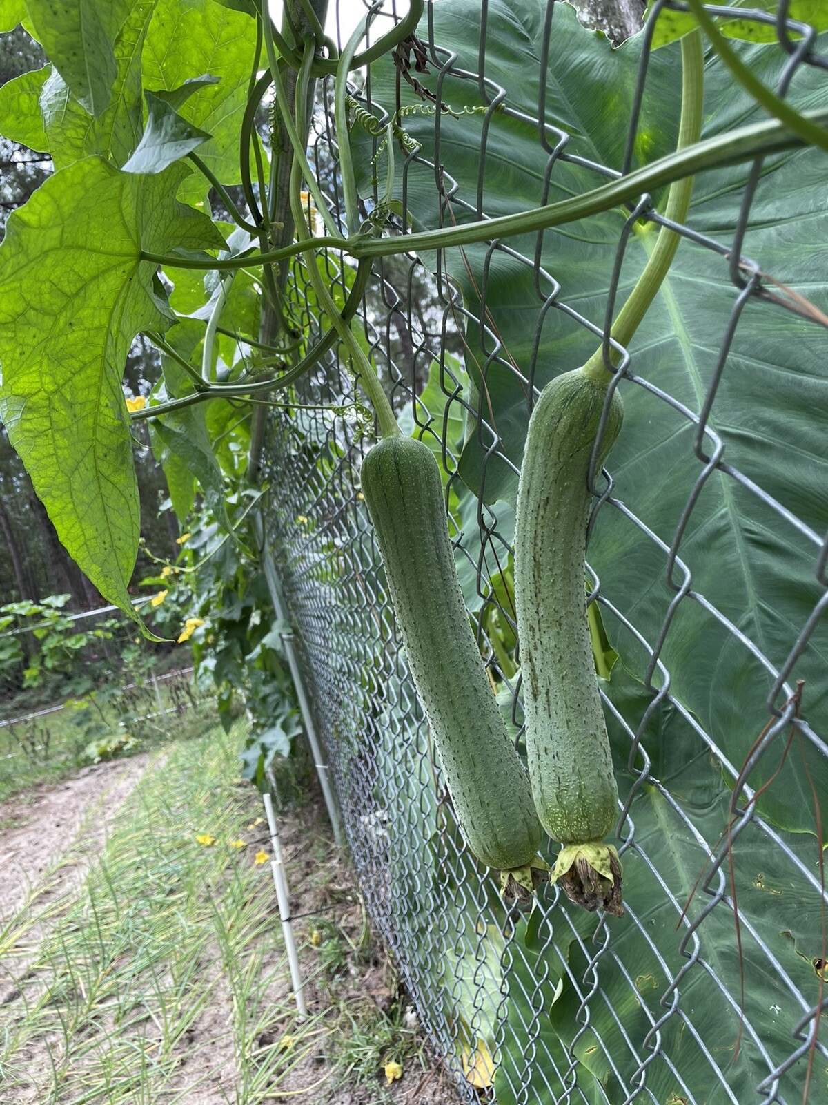 20 Luffa seeds 2023 fall fresh Non-GM Organic 丝瓜 种子