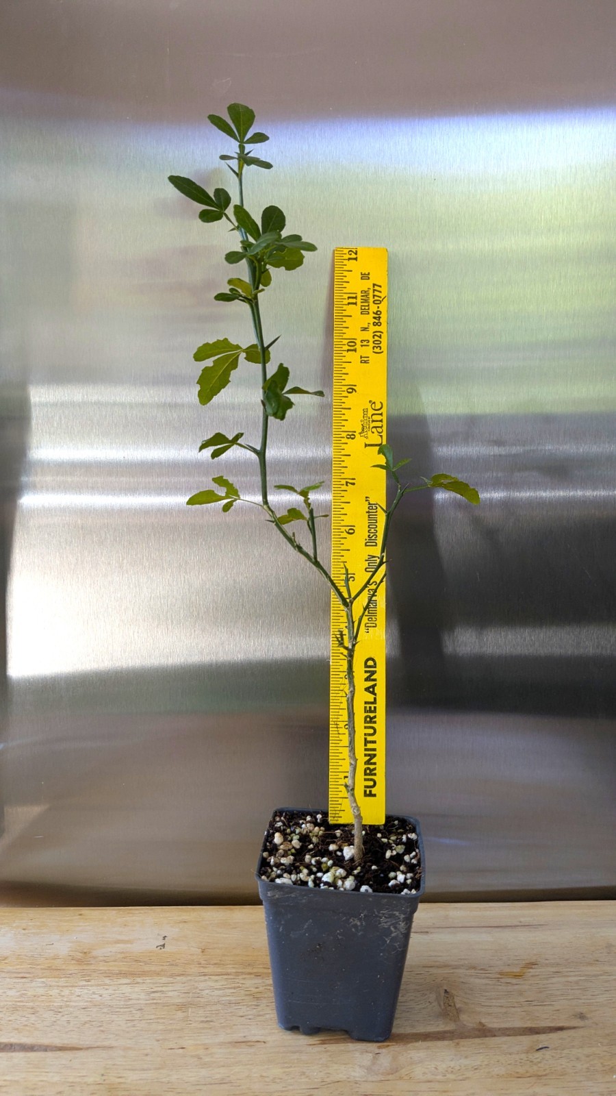 Hardy Orange Live Tree seedling (1 feet tall, 1 Qt pot) Citrus trifoliata