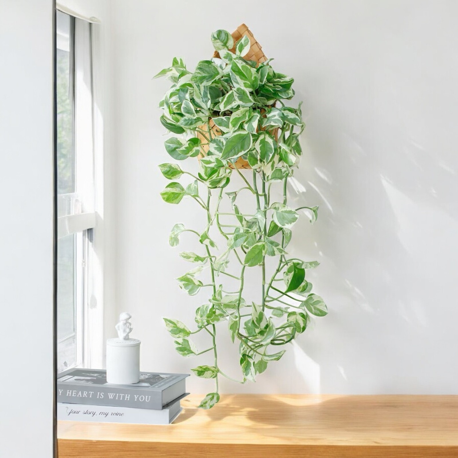 Pothos ‘Pearls and Jade’ – 3 Cuttings – 4”-5” Devil’s Ivy Indoor House Plant