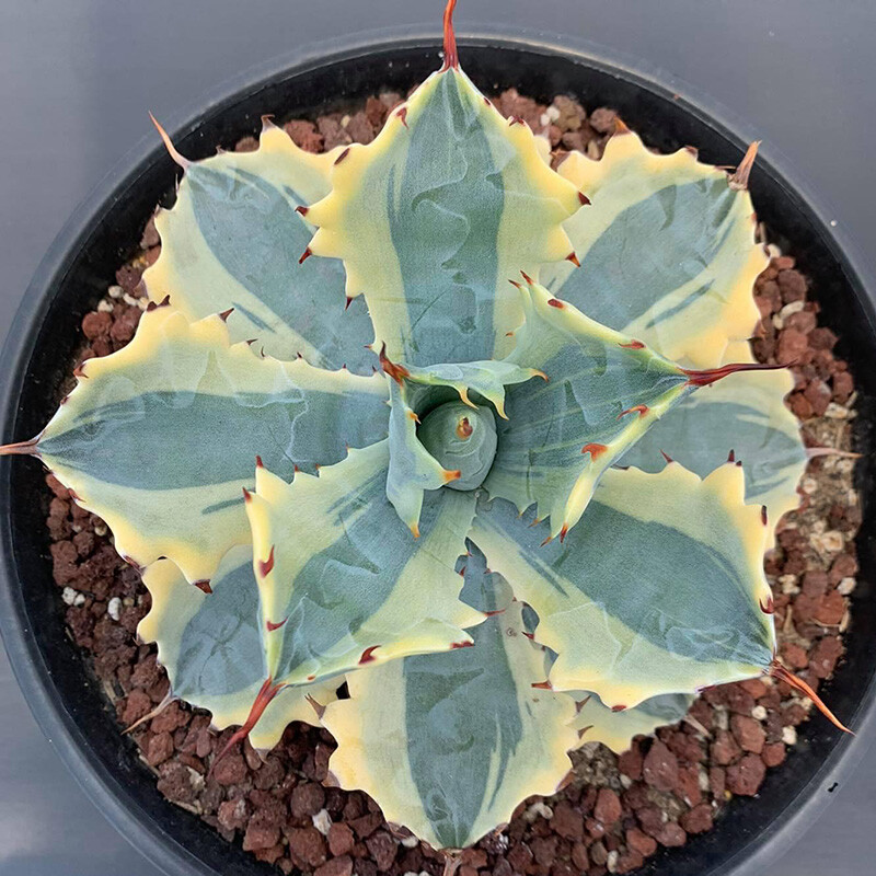 8CM Succulent Agave Plant Agave Parrasana Raiko Nishiki Variegated Home Garden