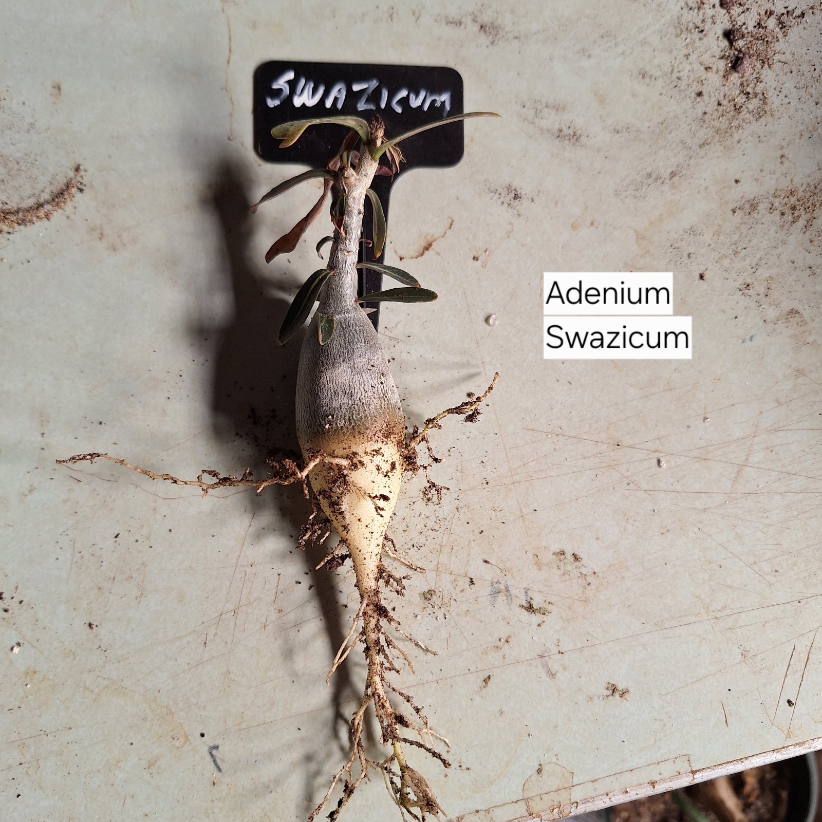 Adenium Swazicum ( Summer Impala Lily ) 1 Year Old Plant, Plus 2 bonus plants!