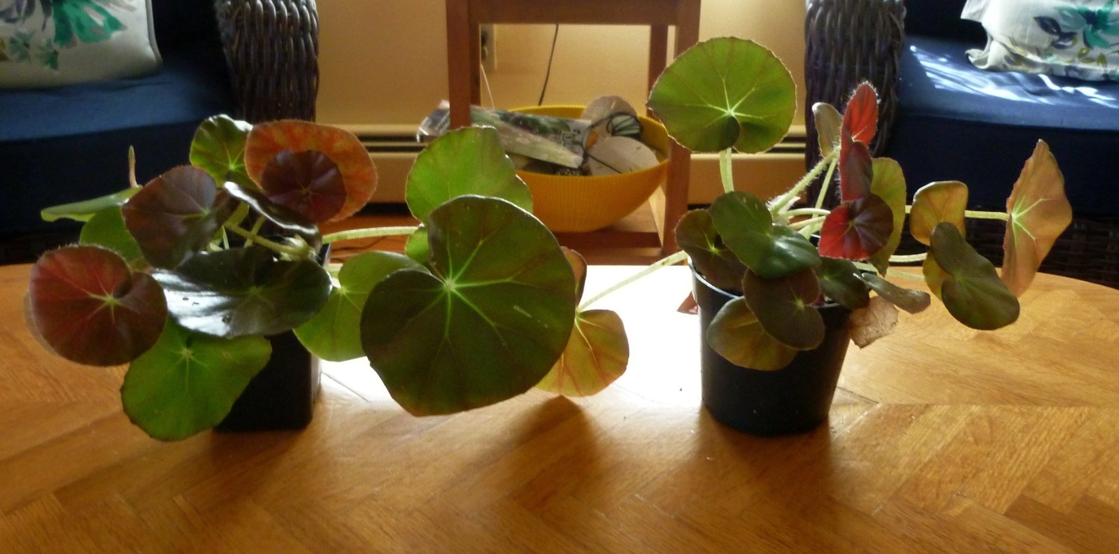 Begonia Erythrophylla (Beefsteak Begonia) has shiny leaves