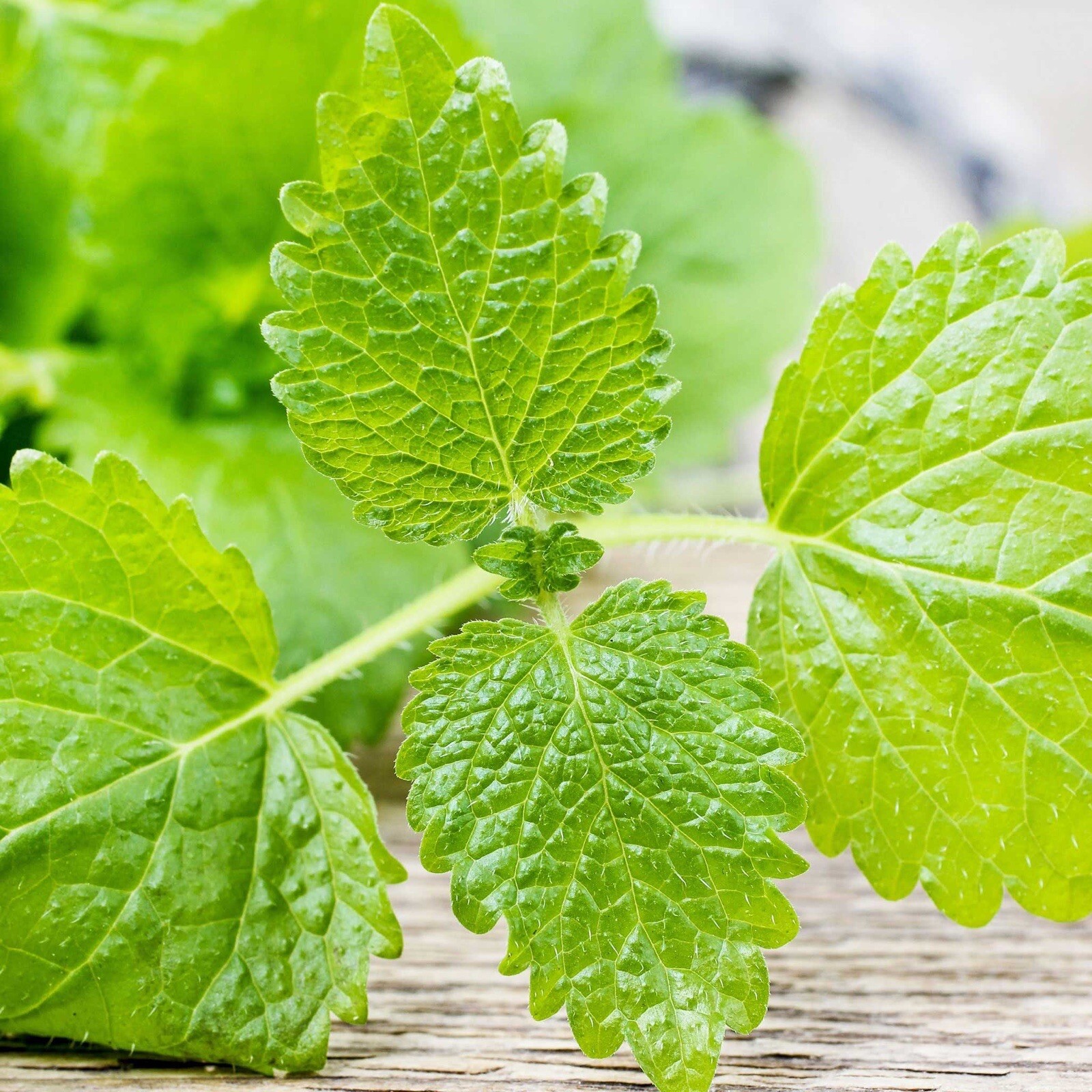 500++ LEMON BALM SEEDS (Melissa officinalis) – NON GMO , Heirloom Seeds | USA