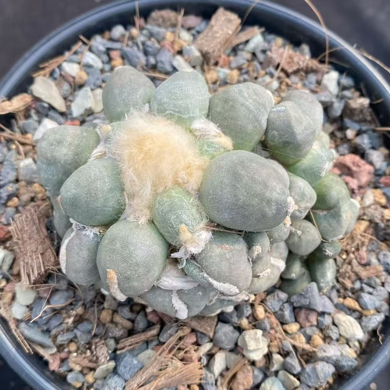 8CM Cacti Ariocarpus furfuraceus magnificus Hybird WYSIWYG Boutique Garden