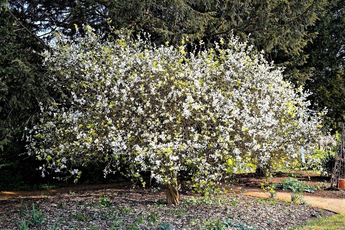 Hardy Orange Live Tree seedling (1 feet tall, 1 Qt pot) Citrus trifoliata