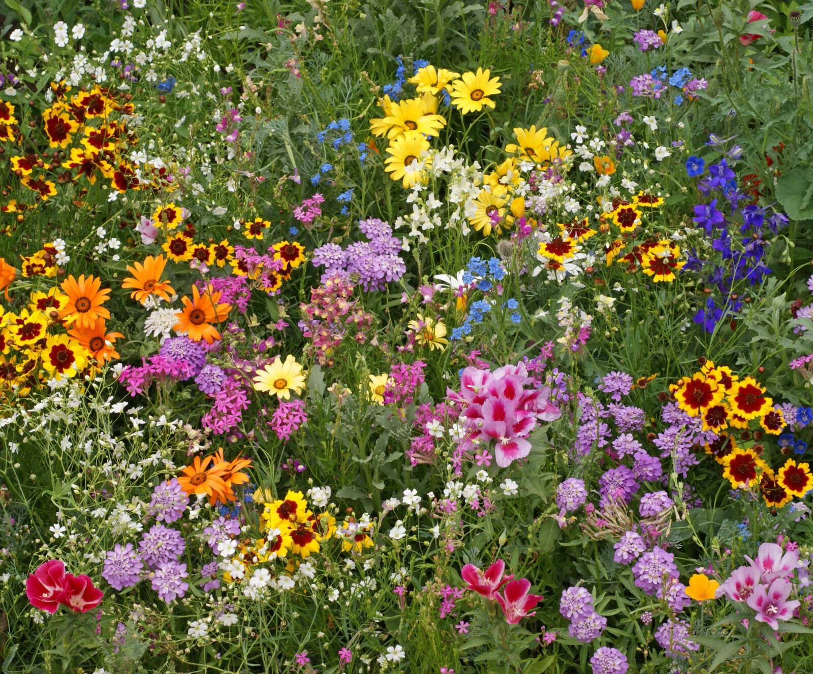 All Annual Wildflower Seed Mix, 19 Full Sun Annual Flowers, FREE SHIPPING