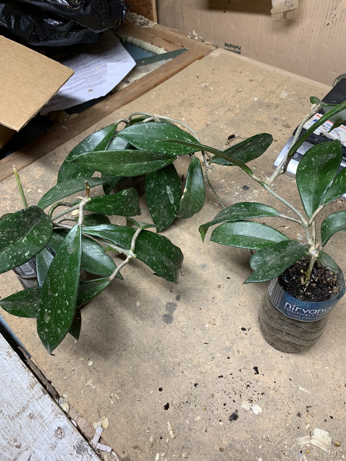 Hoya pubicalyx 1 Year Old plant well rooted, sent in container