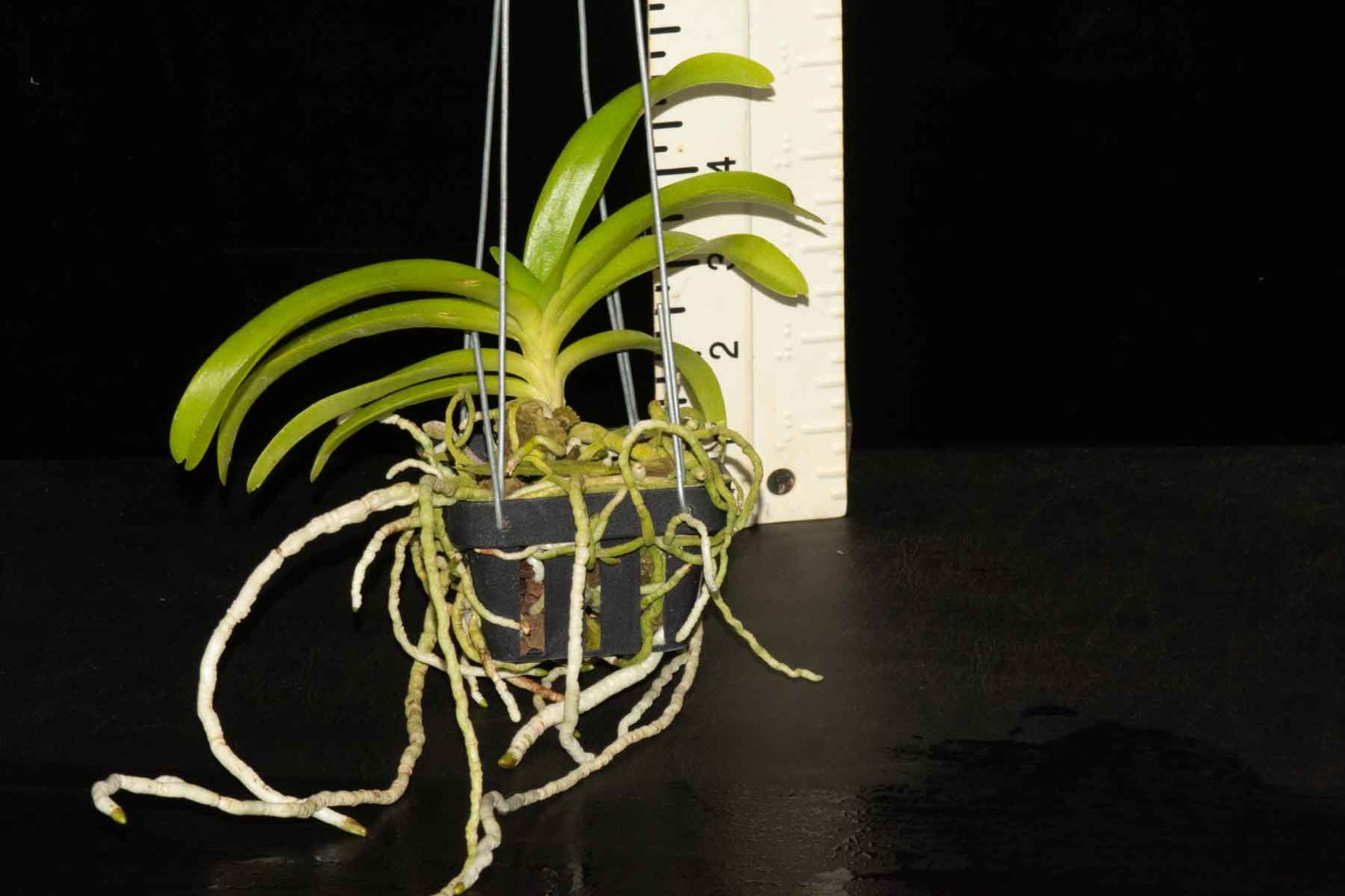 Vanda denisoniana, fragrant species from Thailand