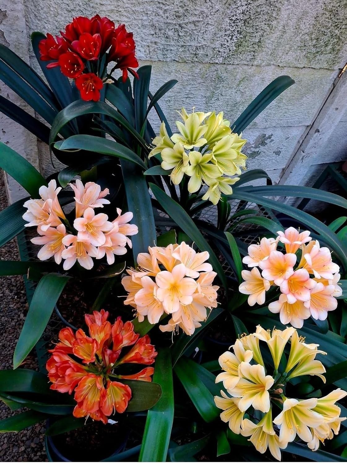 Multicolor Clivia Flower Bulbs Pack of 2 for Balcony & Home Gardening