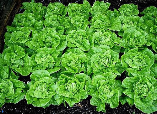 1000 TOM THUMB LETTUCE SEEDS ~ heirloomseedguy ~ 2026 ~ NON-GMO