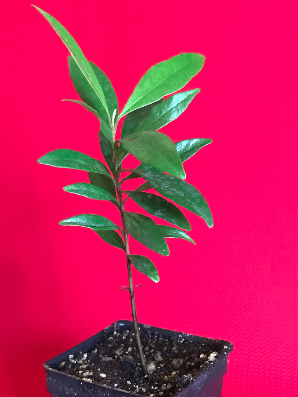 Eugenia Luschnathiana PITOMBA Potted PLANT Fruit Starter Pot Tree 4-6″