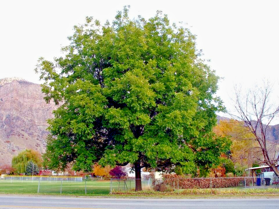 Northern Sweet Pecan Tree Seeds/Nuts (Carya illinoinensis) Hardy-Zone 5 Edible