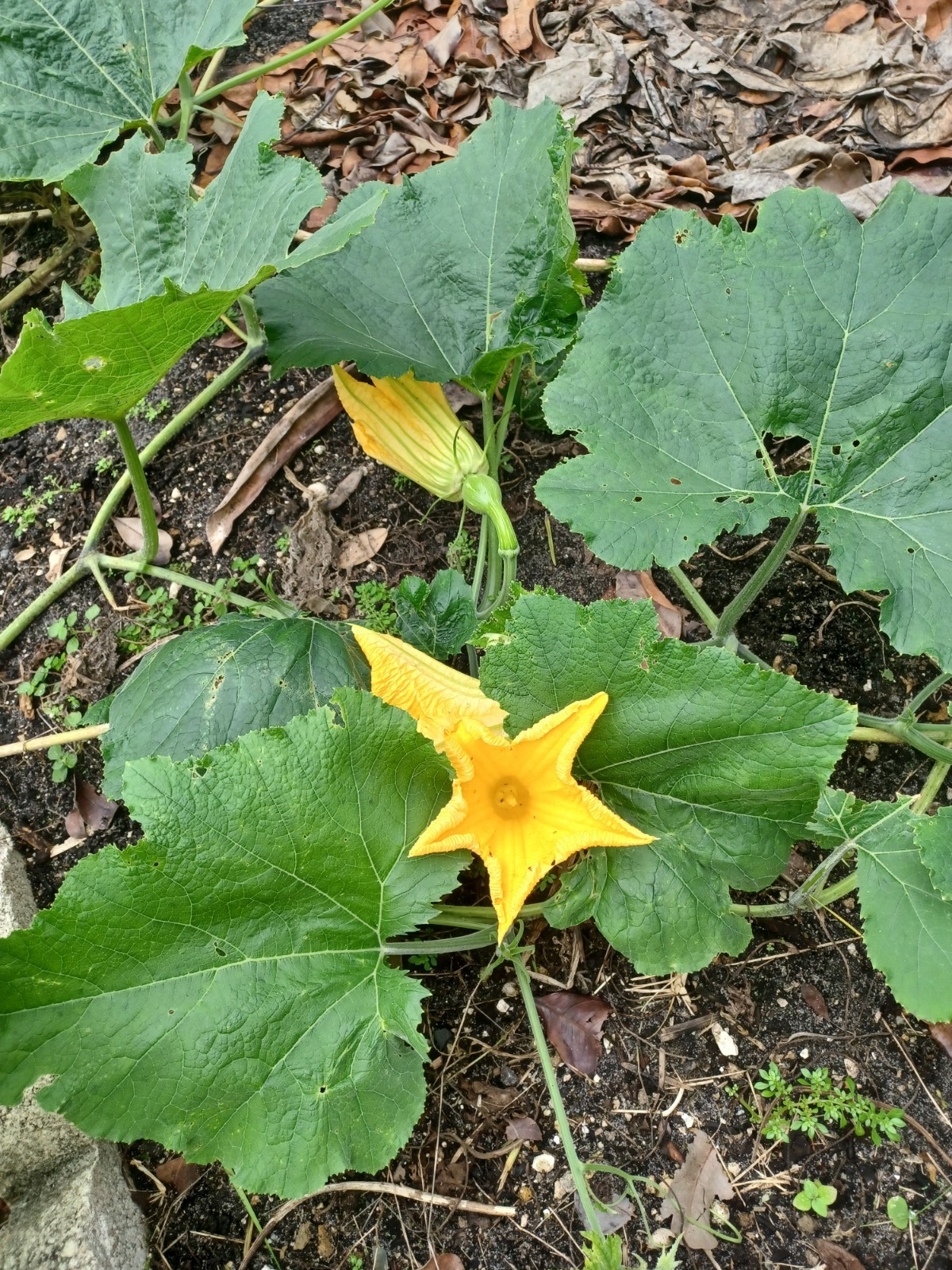 10 Seminole Pumpkin Seeds, Cultivated Variety of Cucurbita moschata (2025)