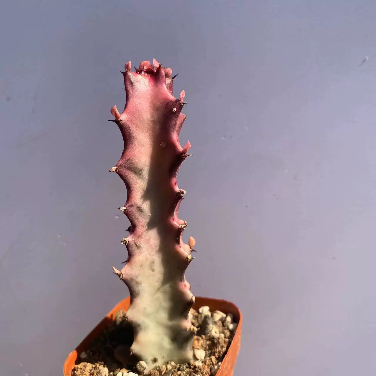 8CM Succulent Cactus Plant Euphorbia Trigona Rubra Red Variegata Cactaceae Plant