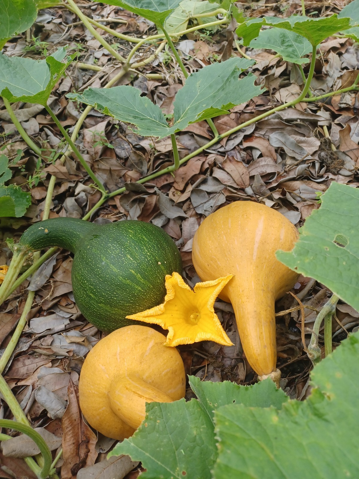 10 Seminole Pumpkin Seeds, Cultivated Variety of Cucurbita moschata (2025)