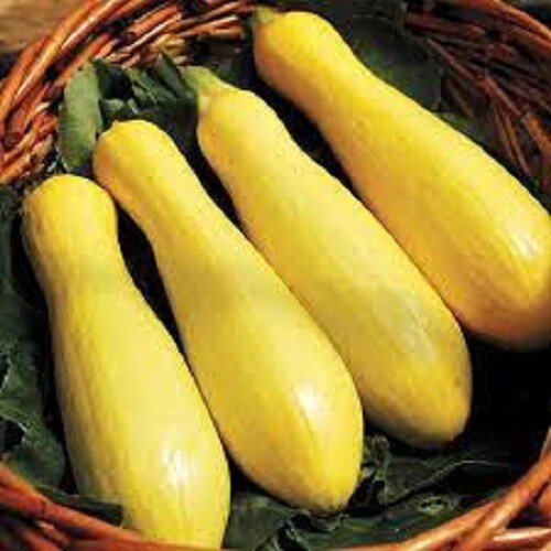 Premium Prolific Straightneck Yellow Squash – Fresh Organic Seeds Most popular