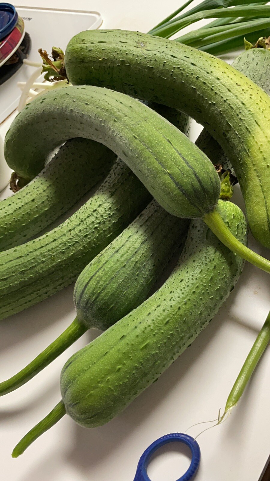 20 Luffa seeds 2023 fall fresh Non-GM Organic 丝瓜 种子