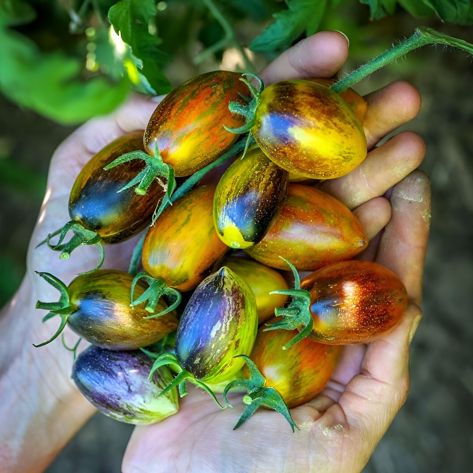 100 Brad’s Atomic Grape Tomato Seeds – Unique Rare Sweet Heirloom Variety