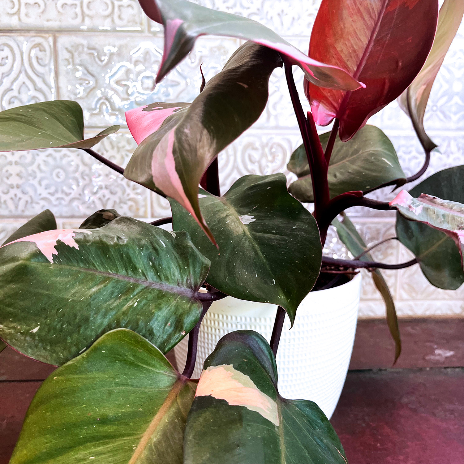 Pink Princess Philodendron Plant – FREE Shipping