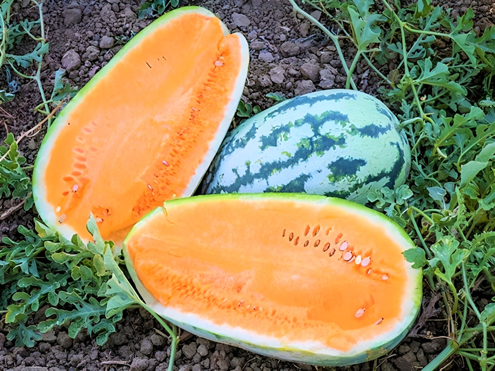 35 Heirloom Tendersweet Orange Watermelon Seeds – HUGE 30-35LB Super Sweet Melon