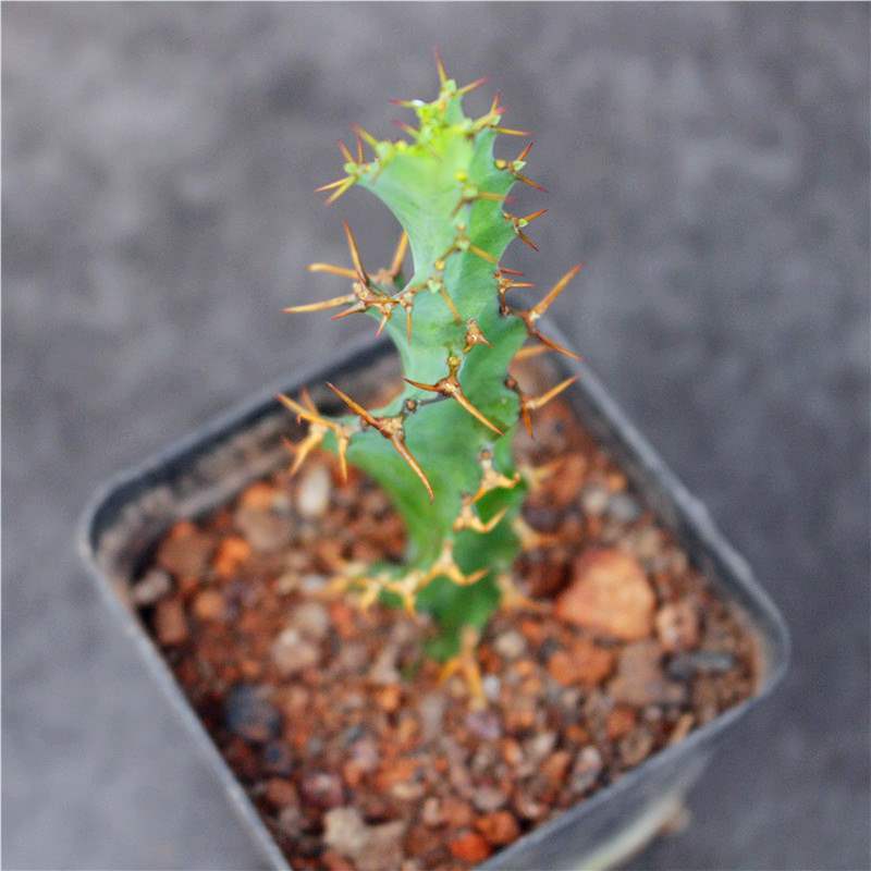3PCS 8CM Succulent Cactus Plant Euphorbia Groenewdi Cactaceae Home Garden Plant