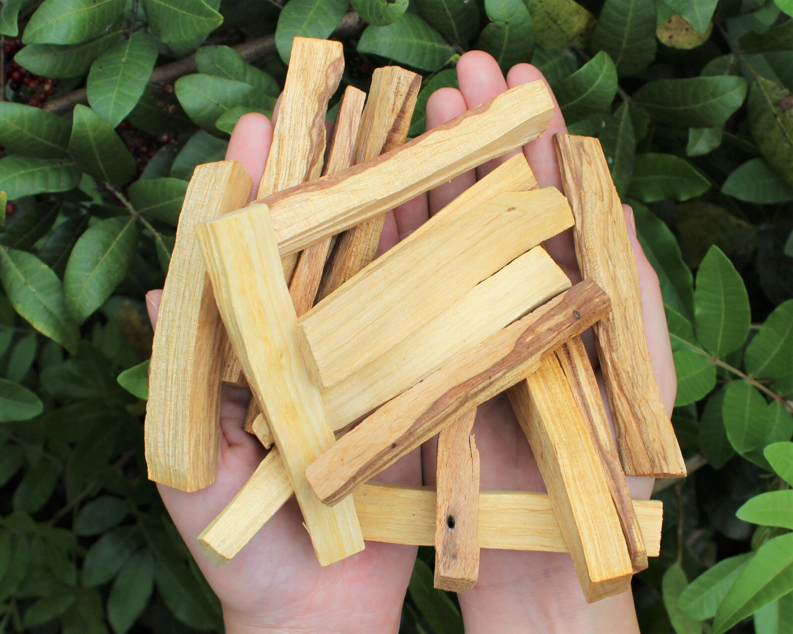Bulk Wholesale Palo Santo Wood Sticks: CHOOSE AMOUNT oz or lb Smudging Cleansing