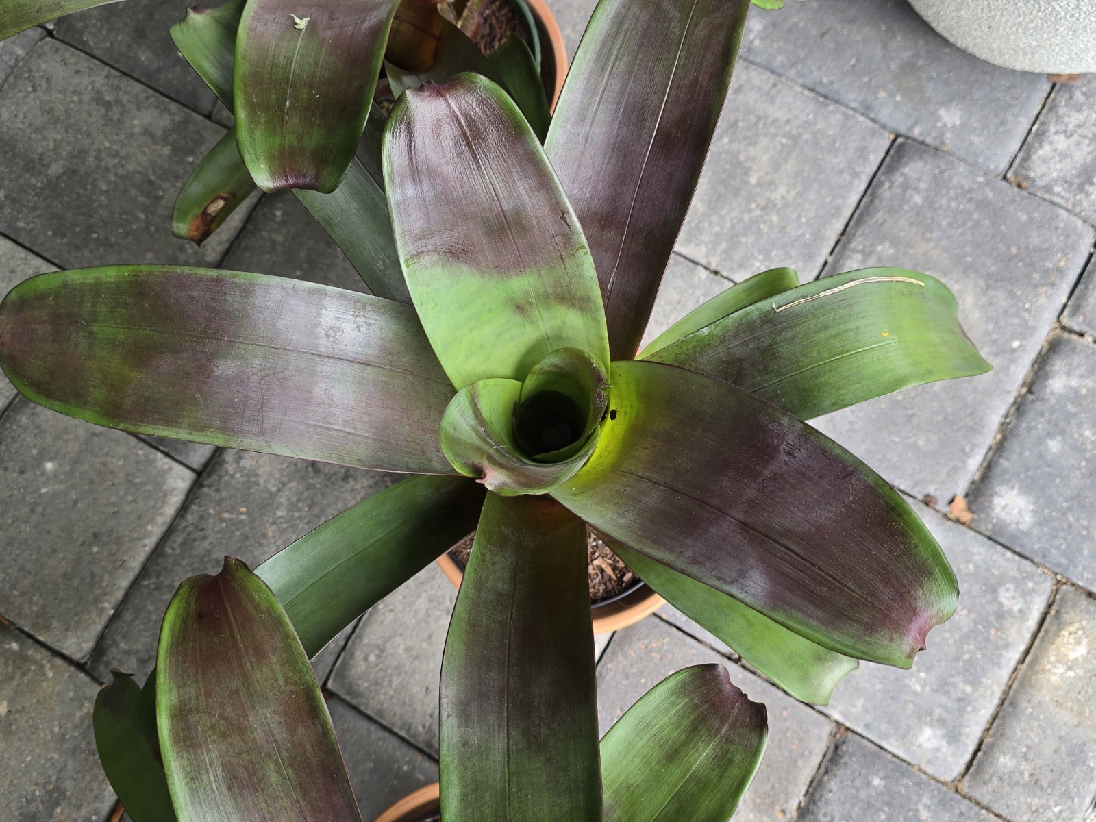 Stunning Alcantarea Imperialis ‘Rubra’ Bromeliad