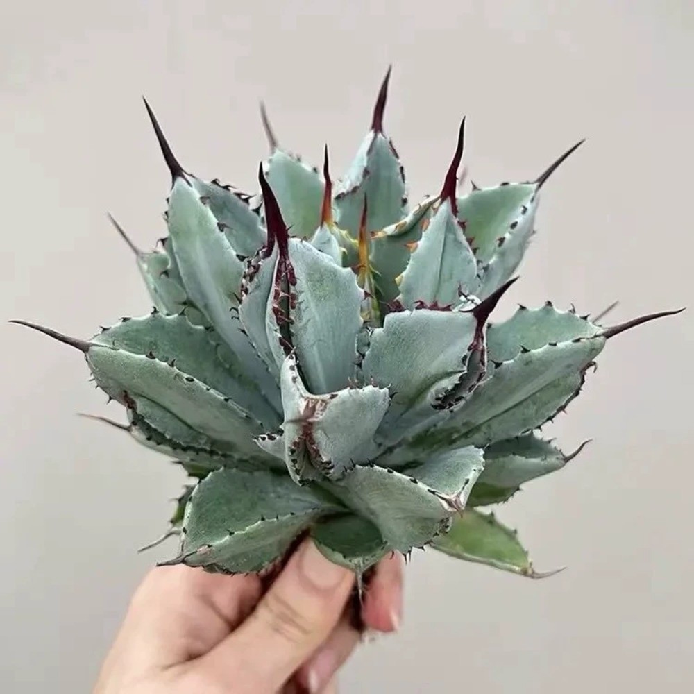 8CM Succulent Agave Plant Agave Potatorum Cv.’Cubic’ Agavaceae Home Garden Plant