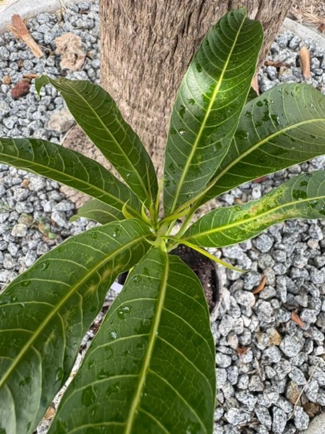 GRAFTED (SUPER RARE) THAI PURPLE NAM DOC MAI/SI MEUANG 12″ OR MORE TALL