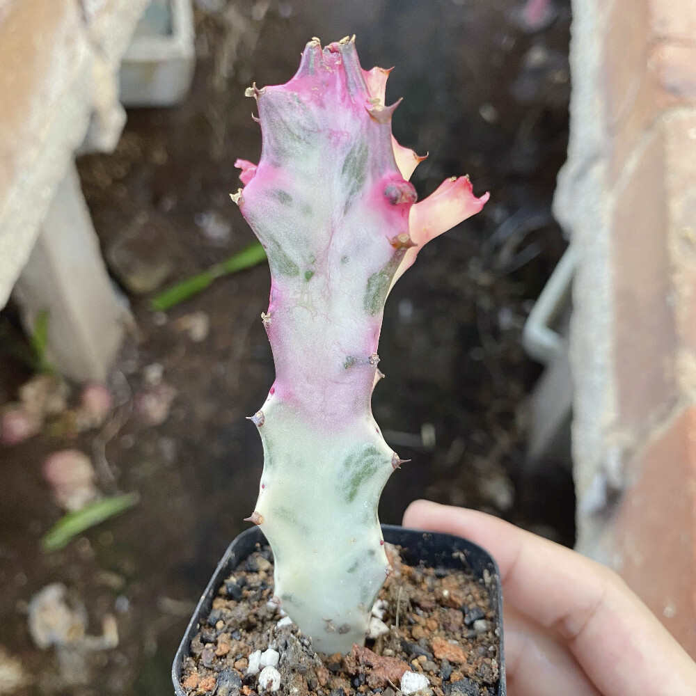 8CM Succulent Cactus Plant Euphorbia Trigona Rubra Red Variegata Cactaceae Plant