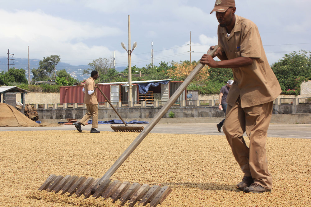 Jamaican Blue Mountain Coffee Beans Medium Roasted 12 Pounds In 1 Pound Bags