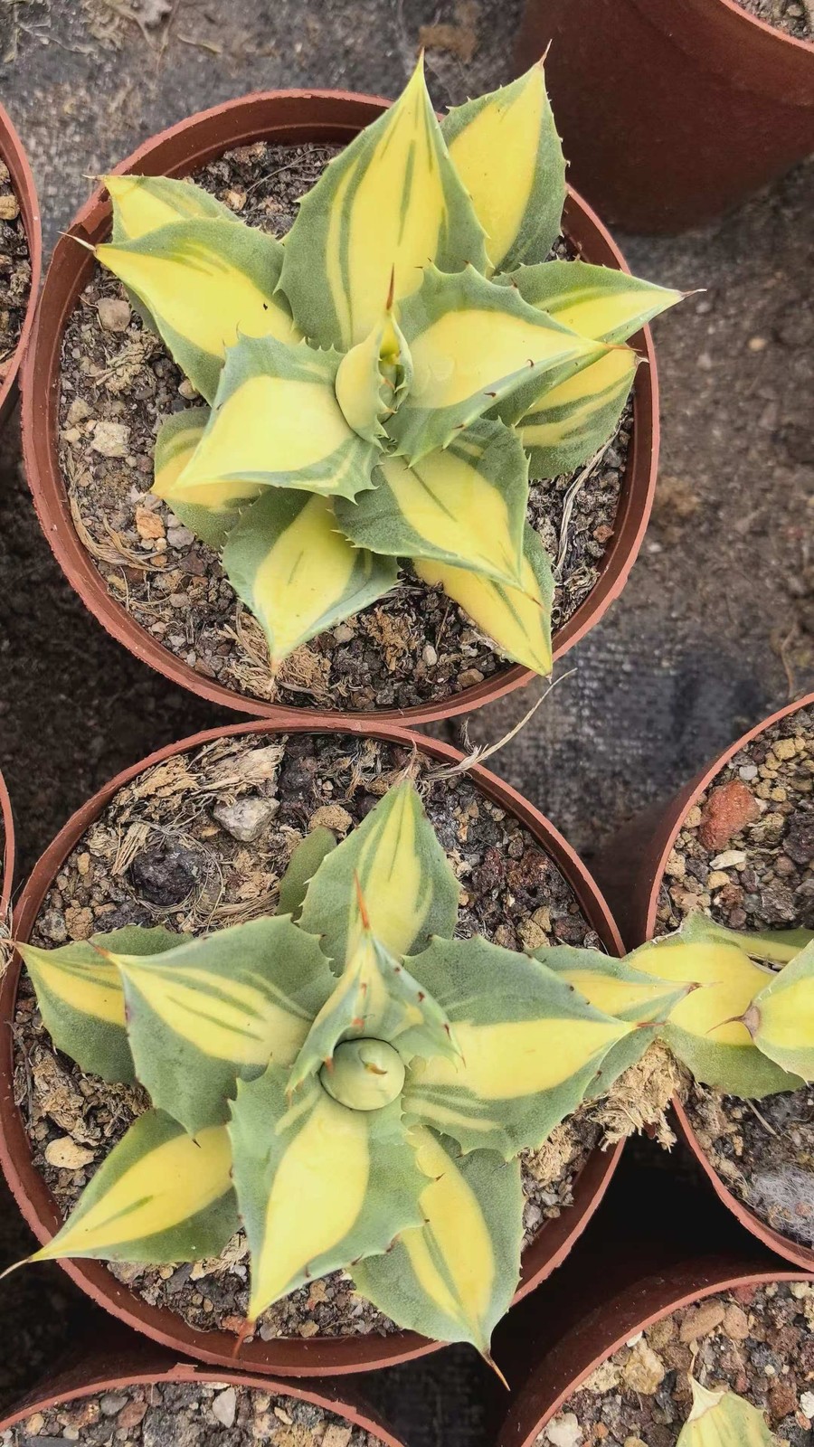 1pc Agave ‘Red Thunder’ Medio-picta Aurea One Random Plant Garden Boutique