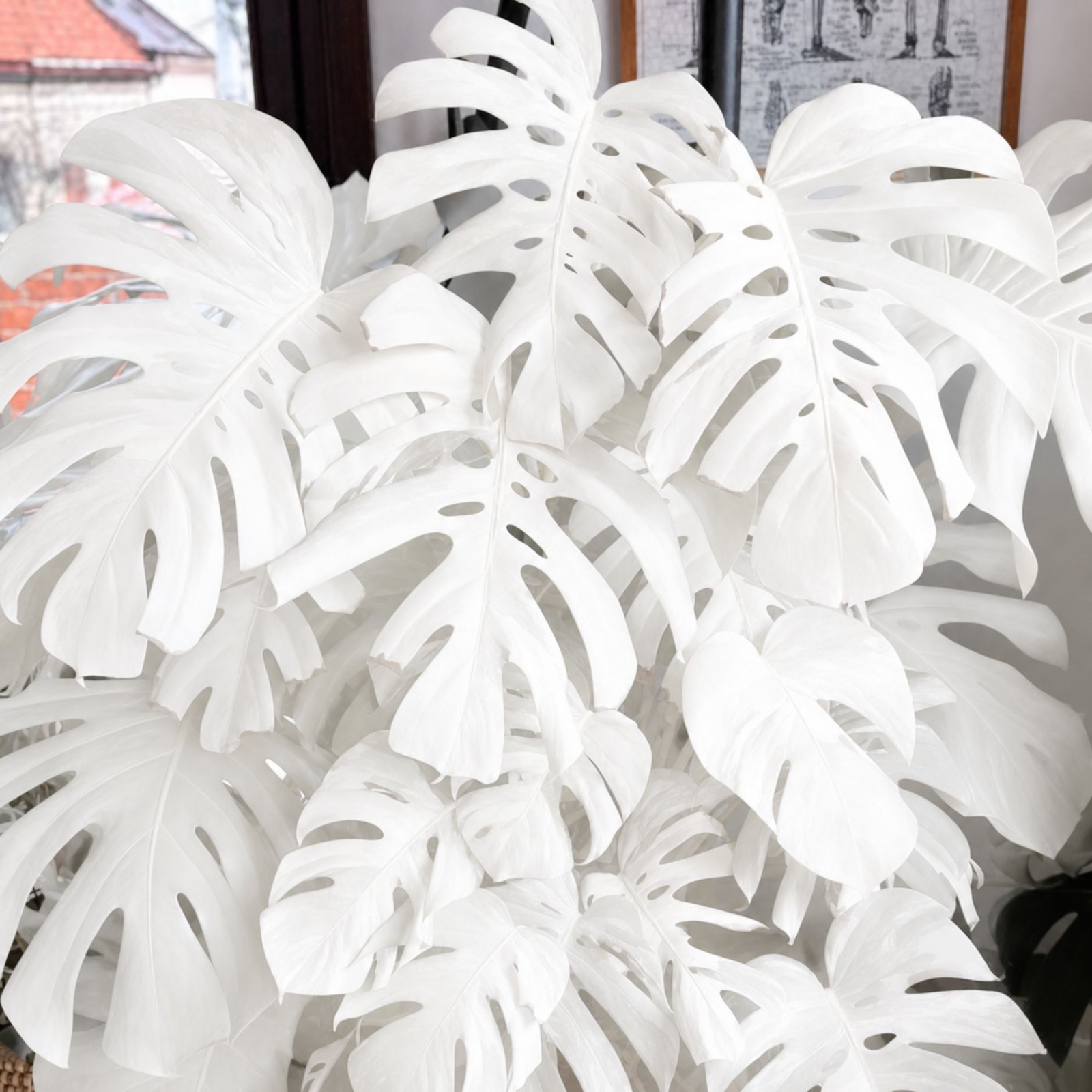 Monstera White Moon Variegated Rare Live Starter Plant Rooted Cutting Houseplant