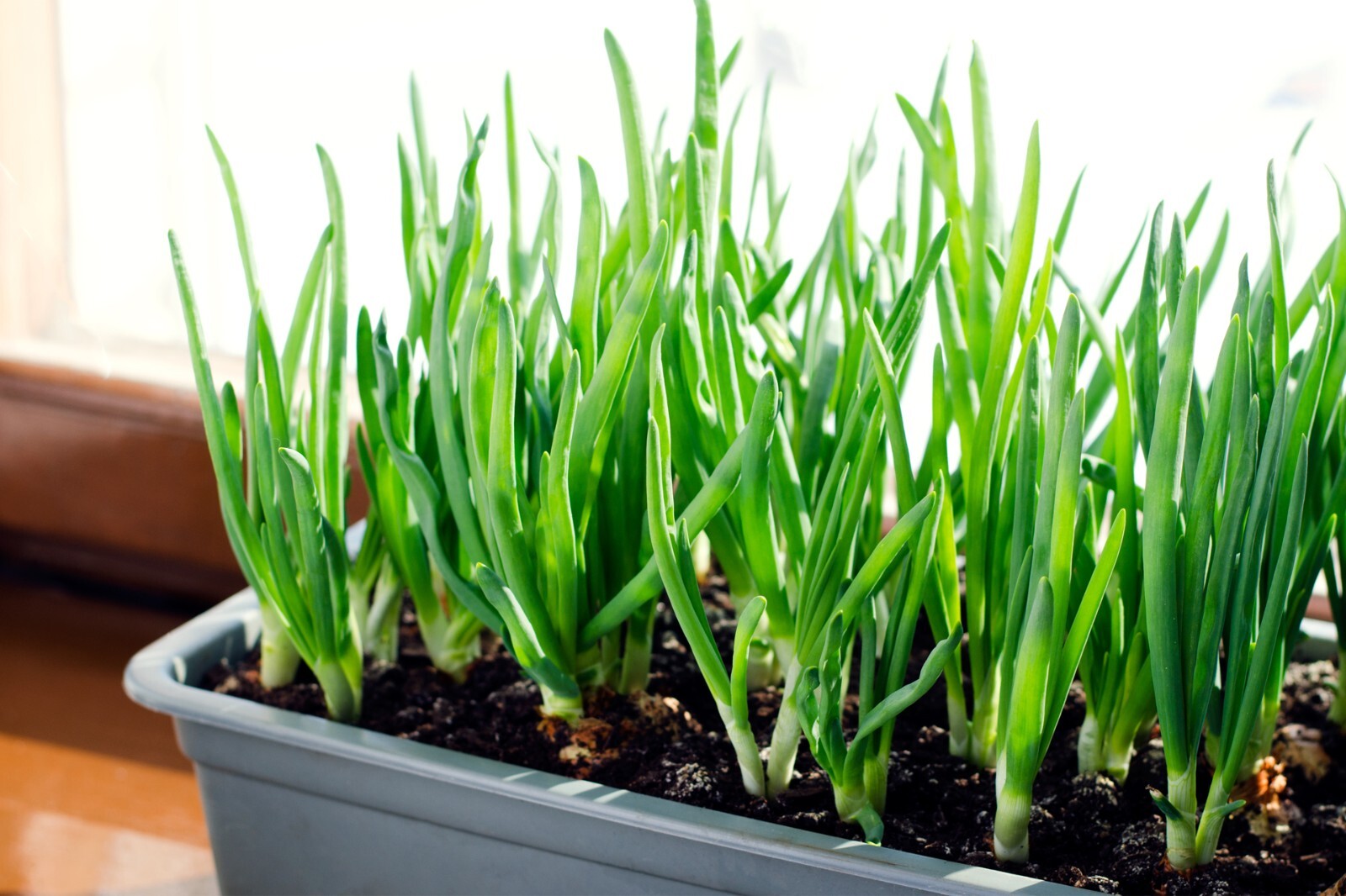 Yellow Onion Sets – Grown Naturally, Non-GMO 8 oz. (40+Bulbs) Shipping Now