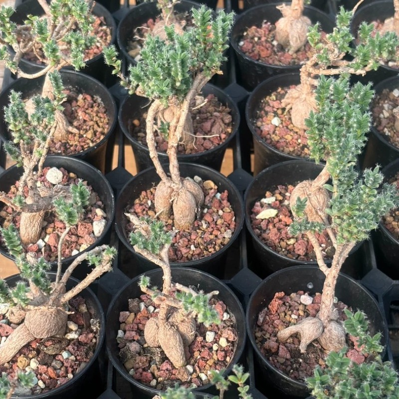5CM Succulent Plant Trichodiadema Bulbosum Schwantes Aizoaceae Home Garden Plant