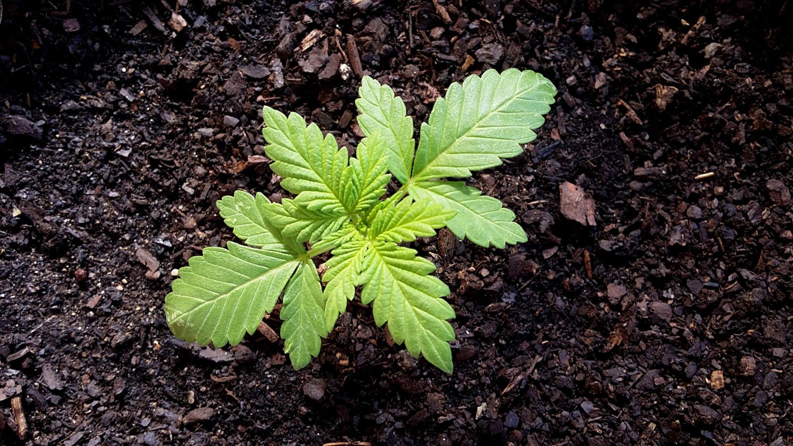 1lb ORIGINAL SUPER SOIL CONCENTRATE for AUTOFLOWER by NATURE’S LIVING SOIL 1lb