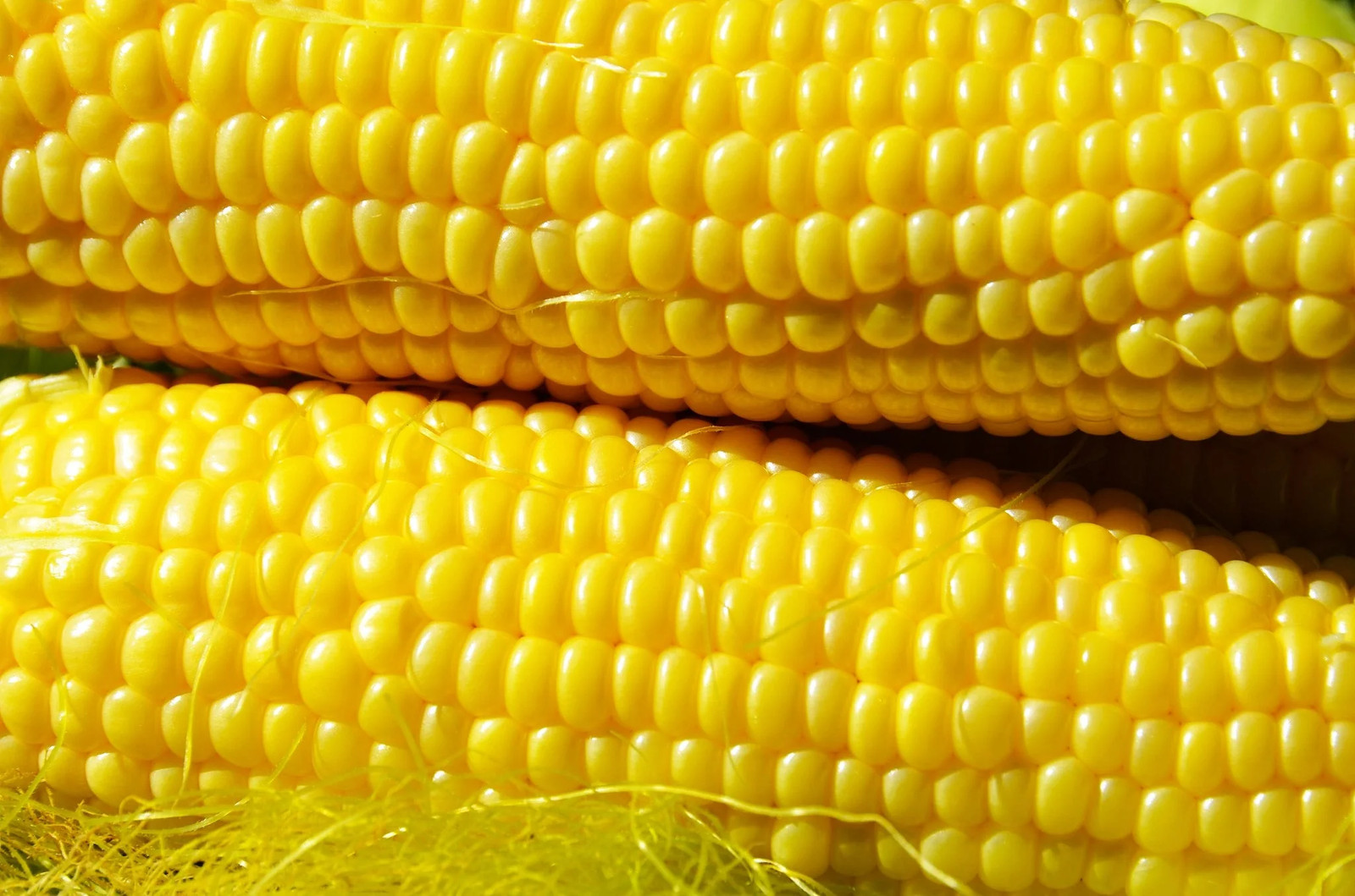 Honey Select Triple Sweet Corn Seeds | AAS Winner Untreated Yellow SY Seed 2024