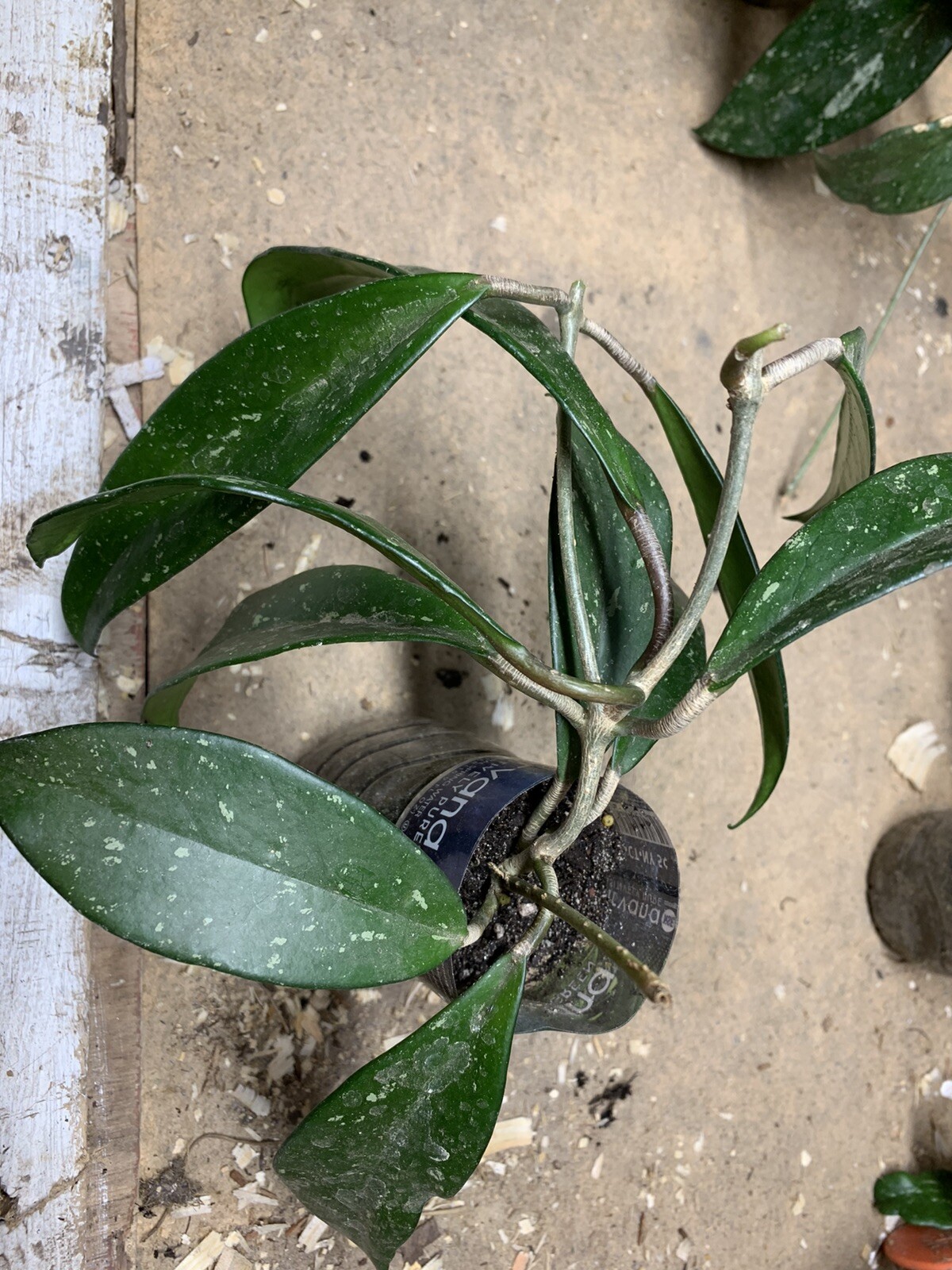 Hoya pubicalyx 1 Year Old plant well rooted, sent in container