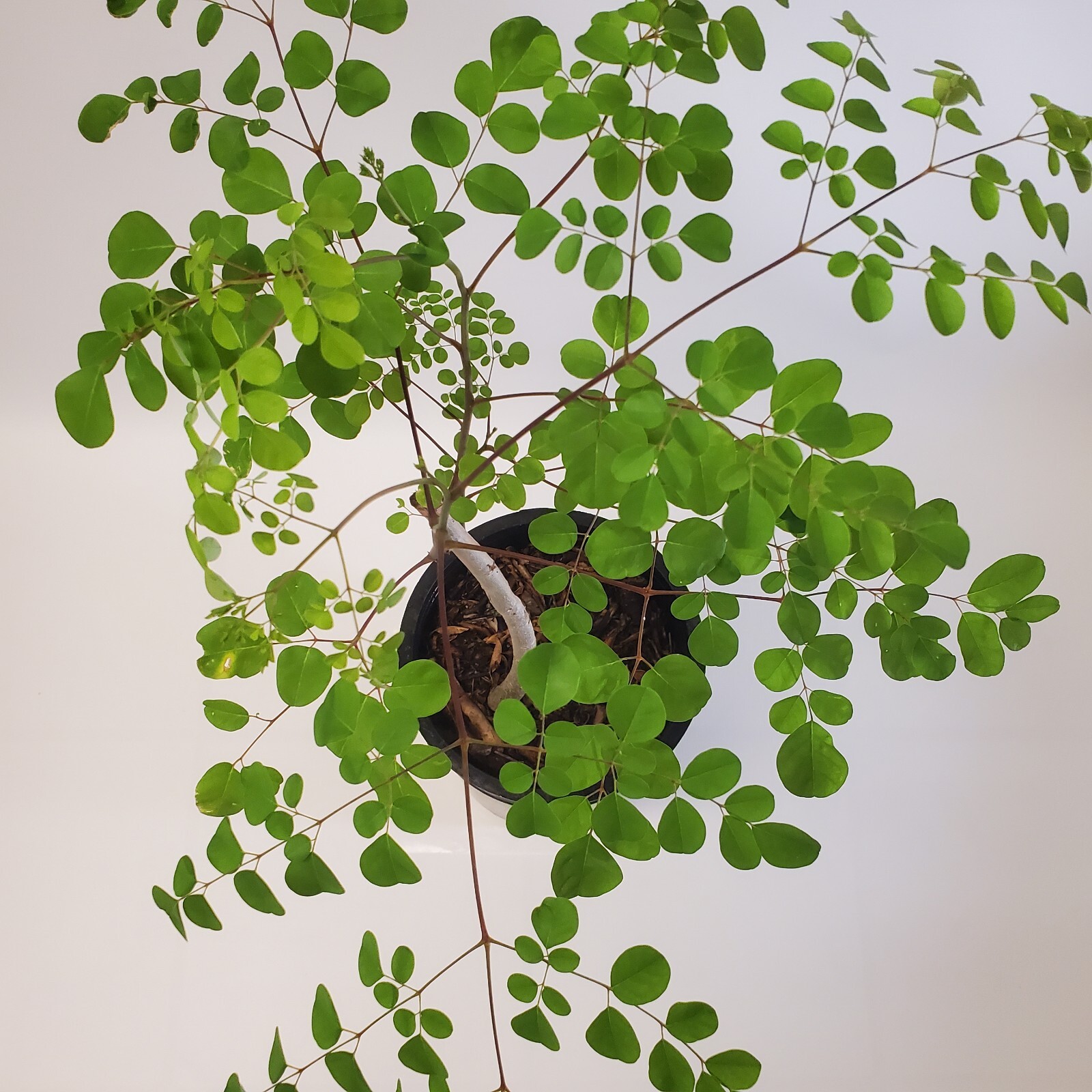 2-3ft Tall Moringa Oleifera Tree Save 6 Months of Grow Time AKA Miracle Tree